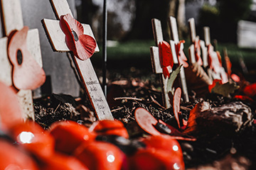 A row of Remembrance Day crosses are lined up in a row with poppies on them and around them.