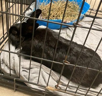 Black rabbit found November 30, 2023, Chris Evan Drive, Westphal. Reference number 387379.