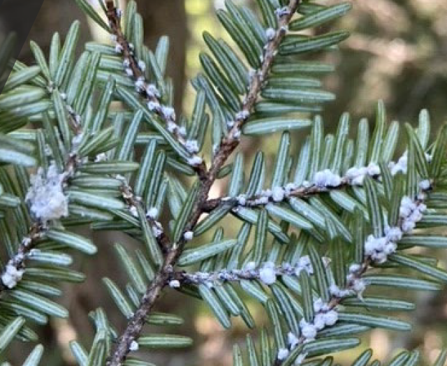 Photo of a hemlock branch with HWA infestation