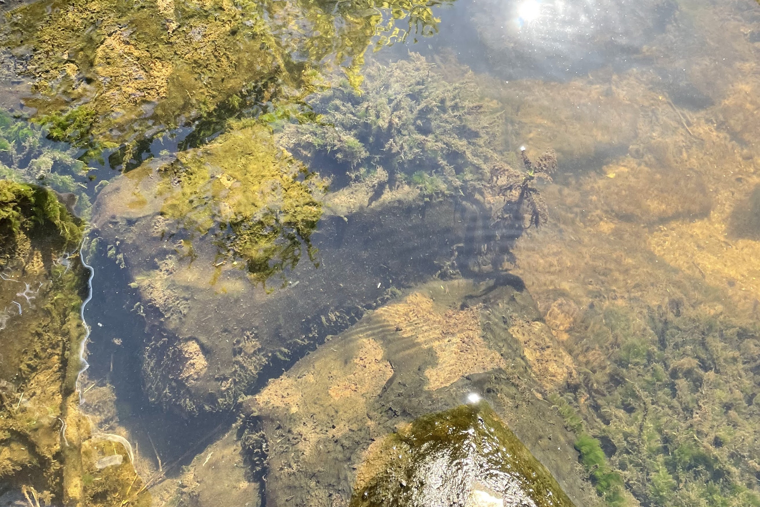 Blue-green algae (or benthic) mats