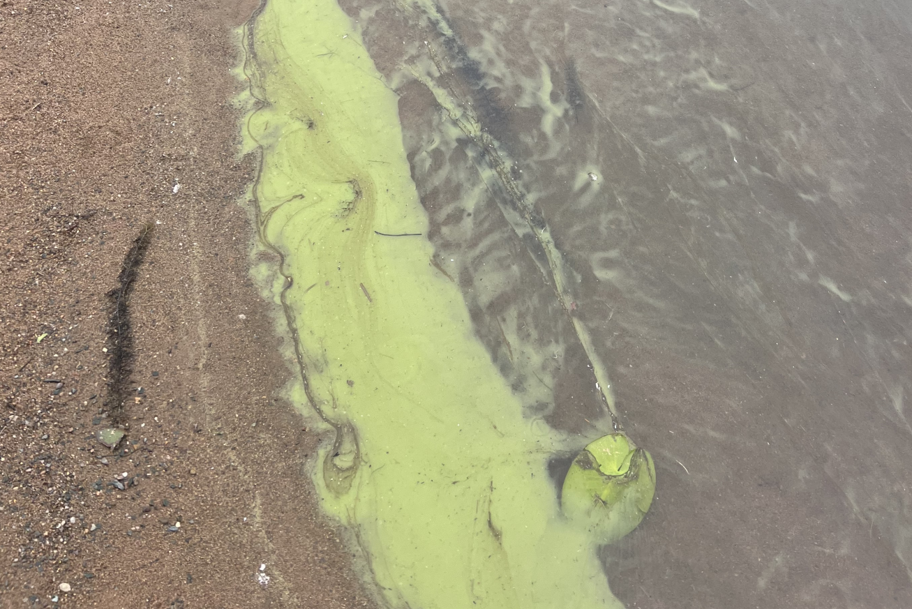 A blue-green algae bloom.