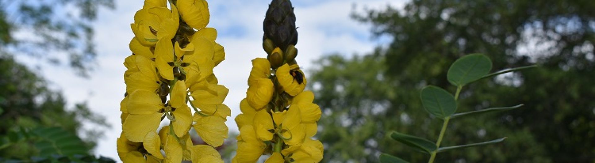 Plant of the Month | Parks | Gardens | Halifax