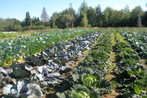Farmer's field with crops