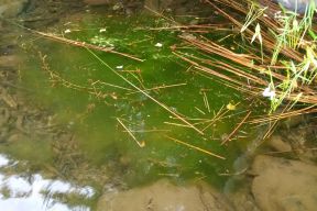 Algae bloom in a lake