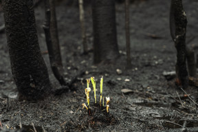 Image of earth scorched by wildfire with plant life re-emerging.