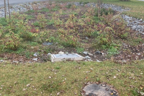 A rain garden on Prince Albert Rd