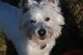 Westie looking at the camera