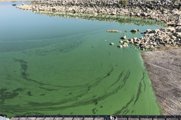 thick green harmful algae blooms along the shoreline